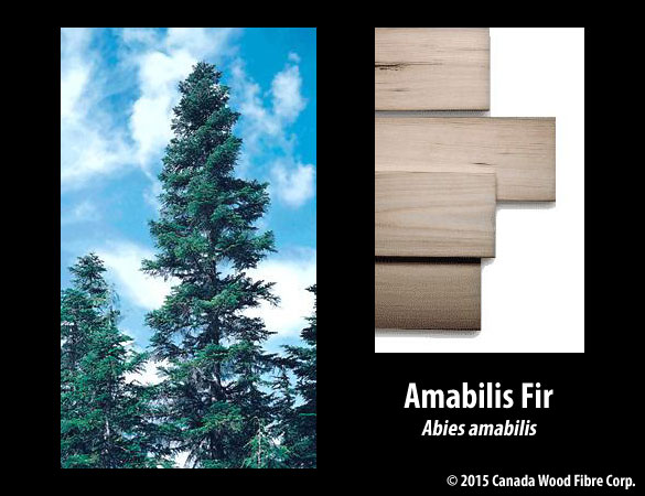 Amabilis Fir