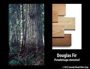 Douglas Fir