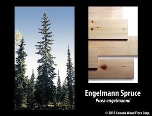 Engelmann Spruce
