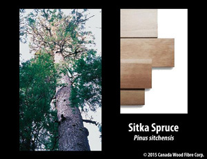 Sitka Spruce