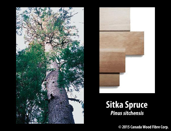 Sitka Spruce