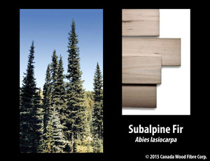 Subalpine Fir