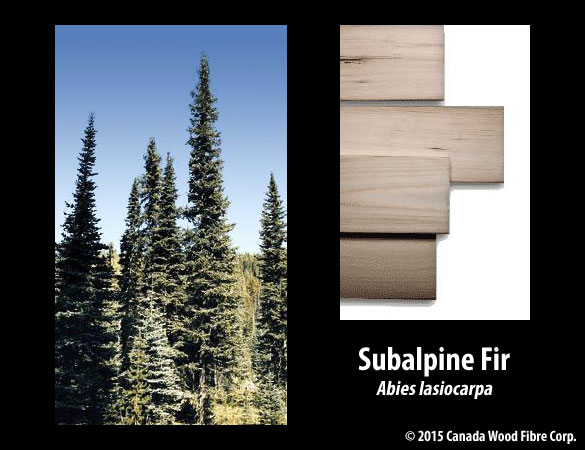Subalpine Fir
