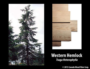 Western Hemlock