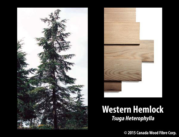 Western Hemlock