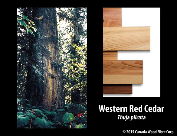 Western Red Cedar